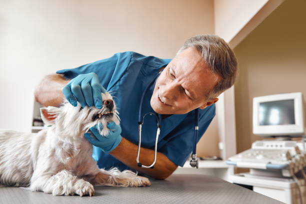 Best Emergency Dental Services for Seniors in Hopkins, SC